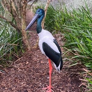 Meet your Posher, Samara